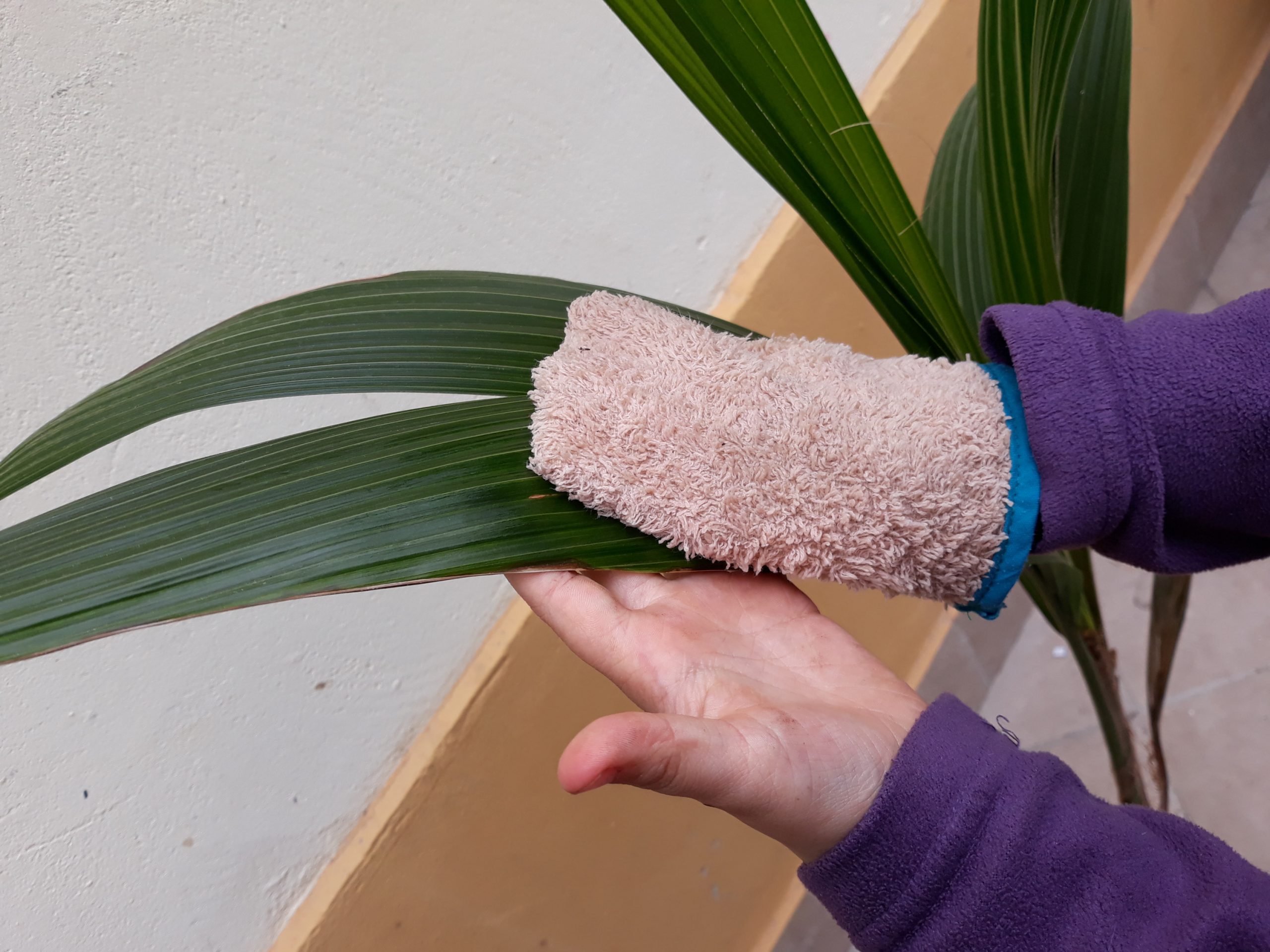 cleaning mitt care of plants